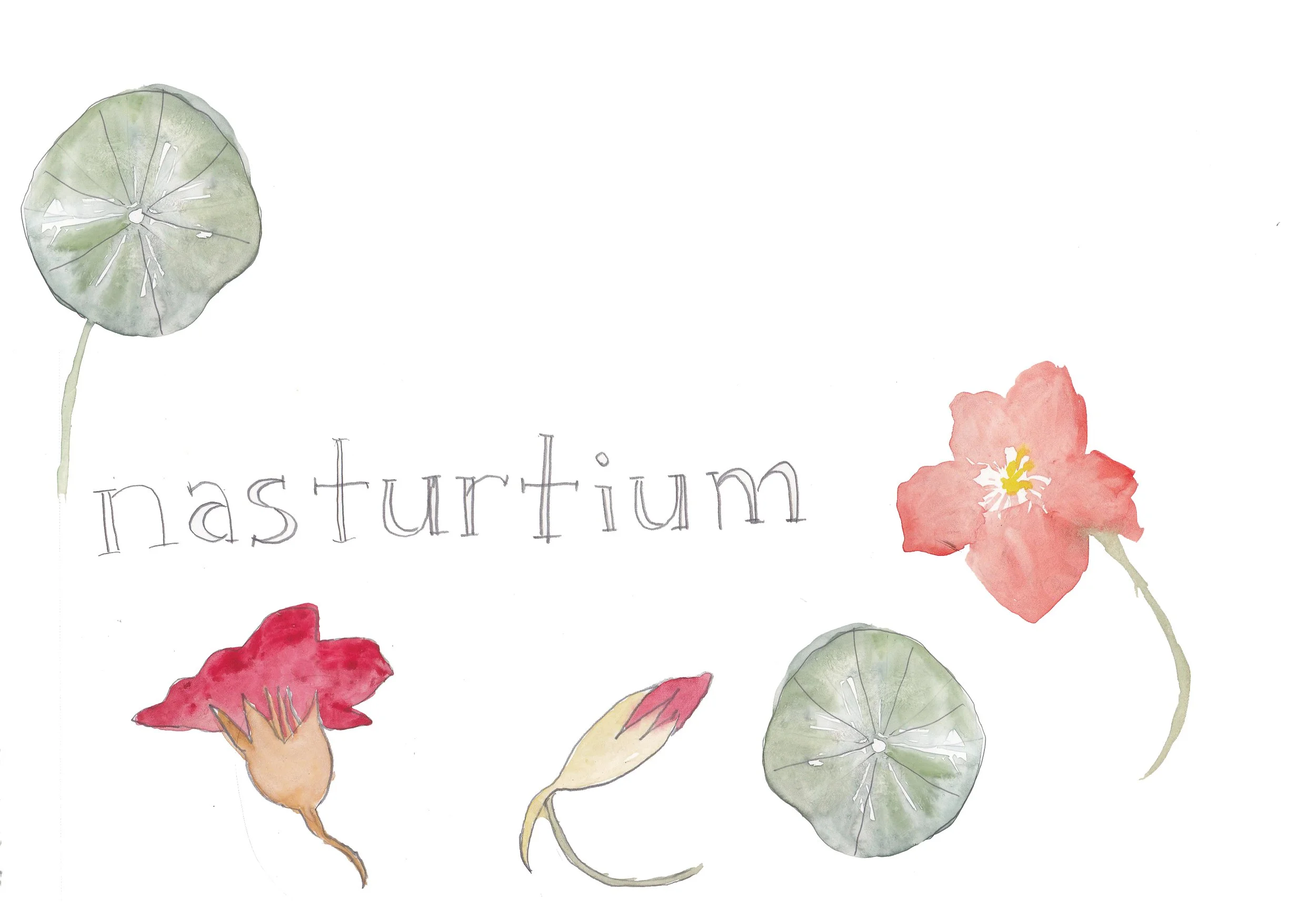 nasturtium copy.jpg