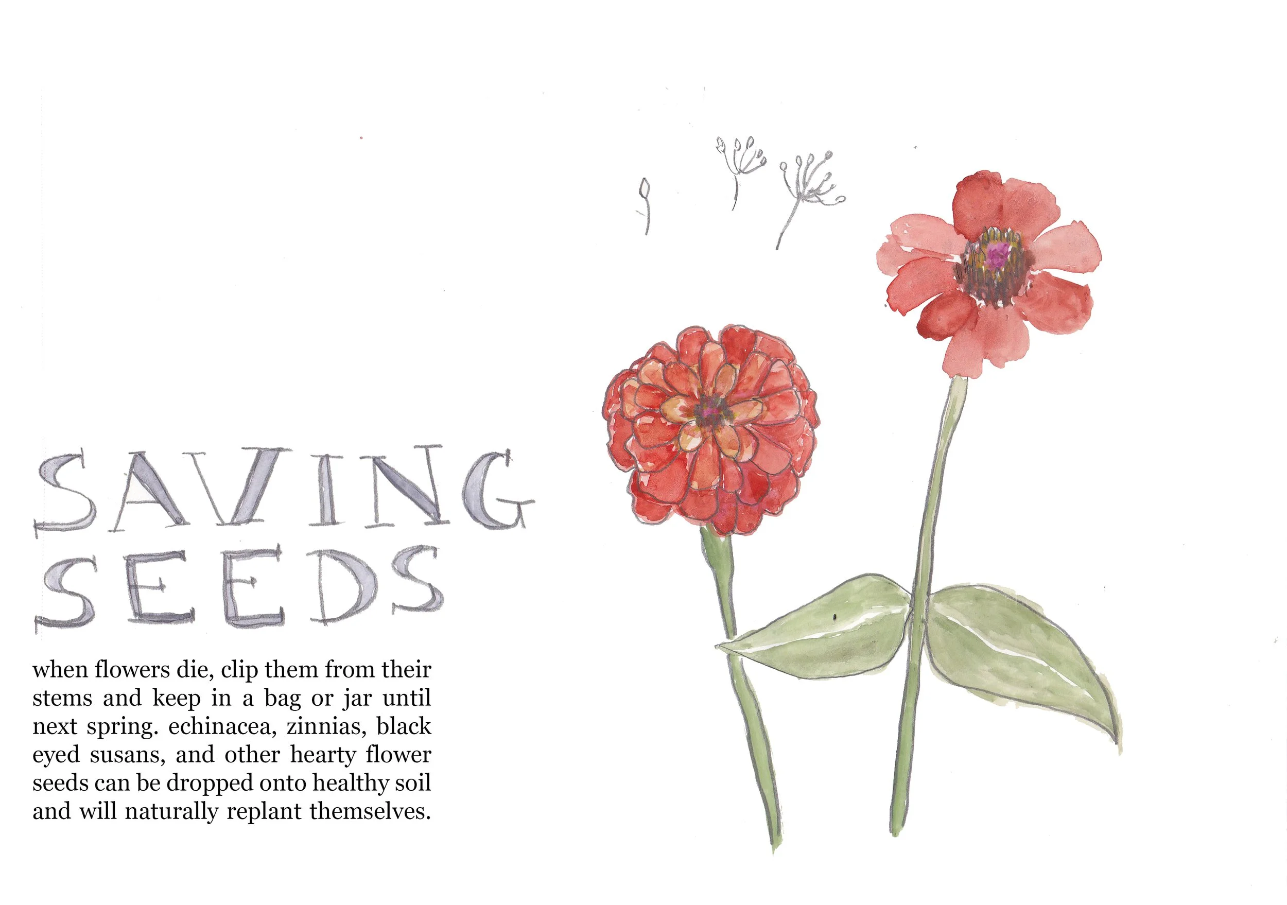 garden journal_saving seeds.jpg