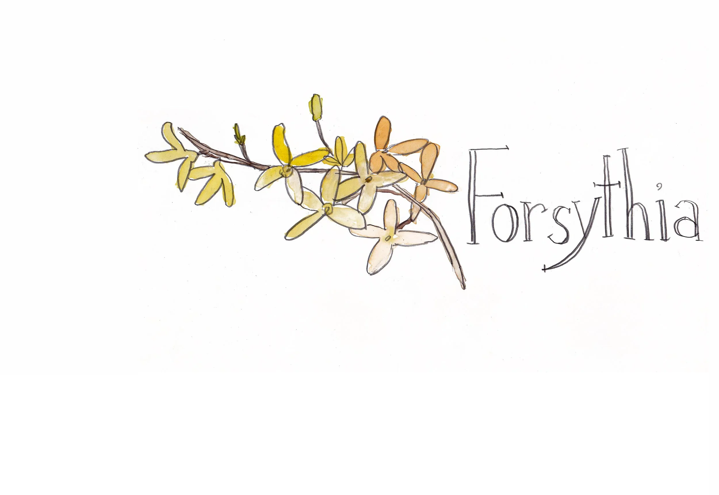 garden journal_forsythia.jpg