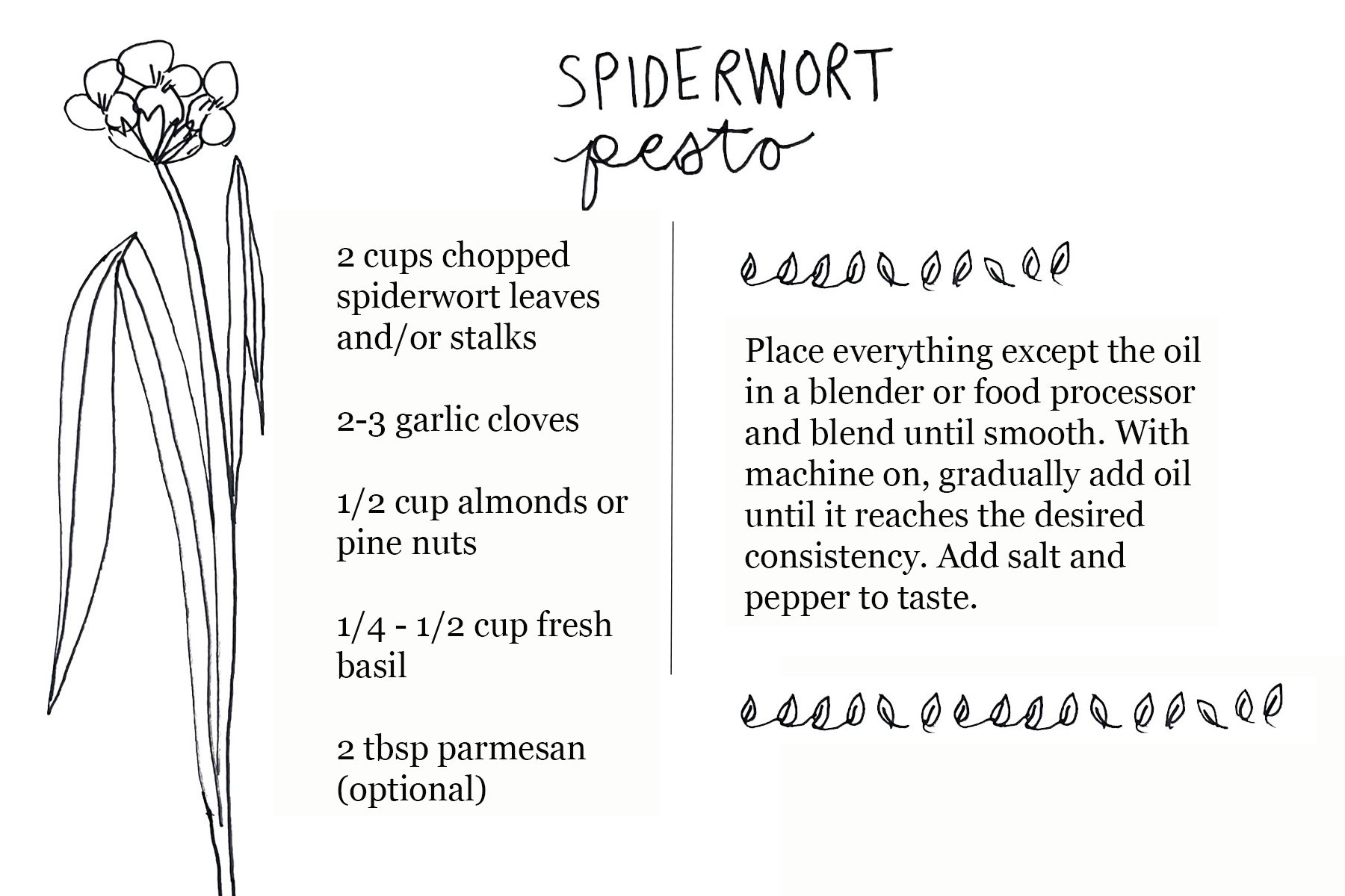 postcard spiderwort horizontal-1 update.jpg