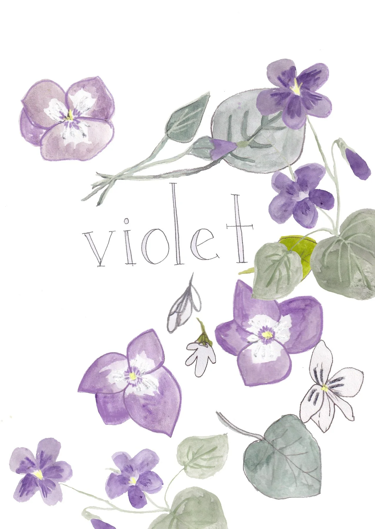 violet-1.jpg