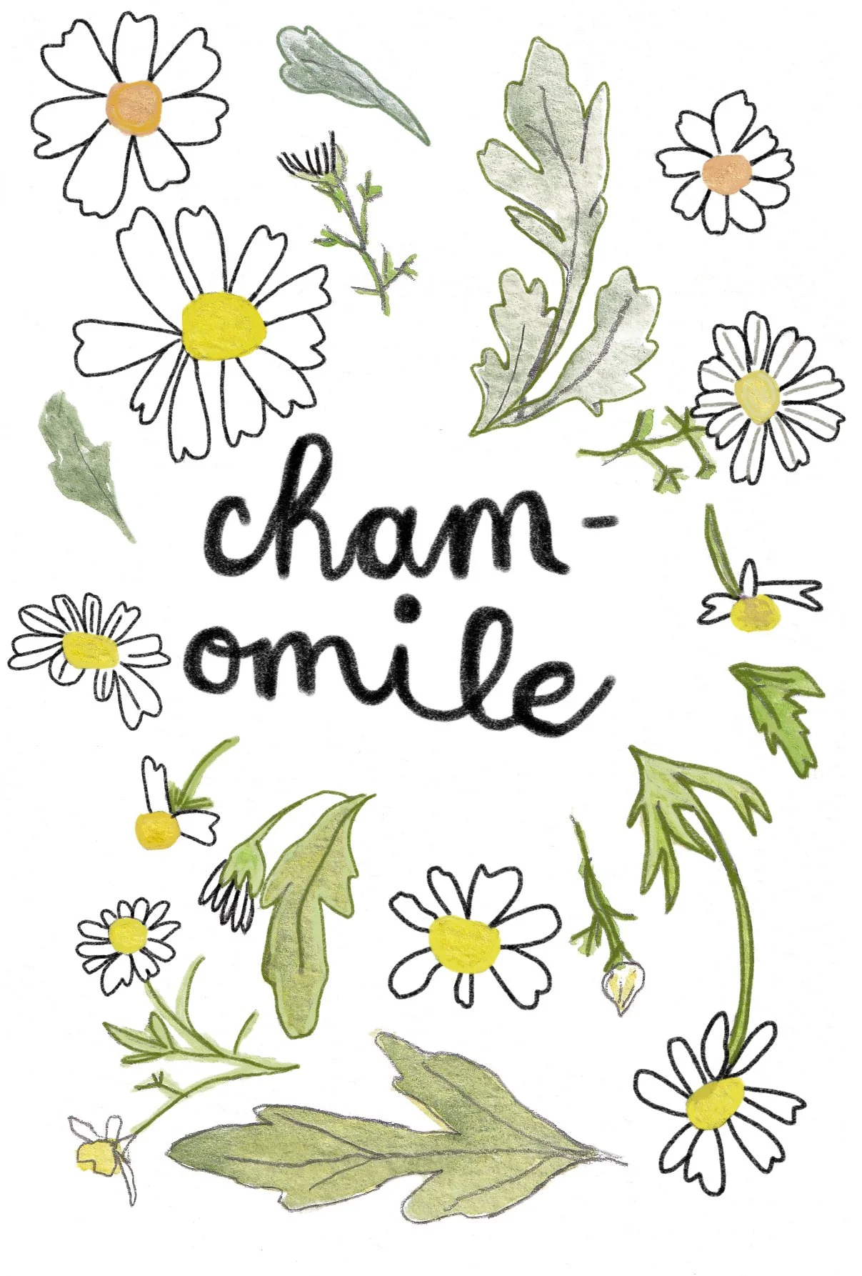 chamomile update.jpg