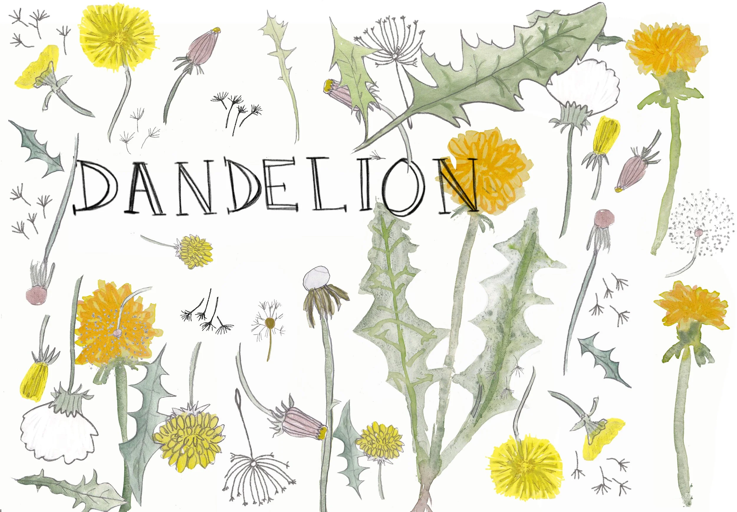 dandelion.jpg