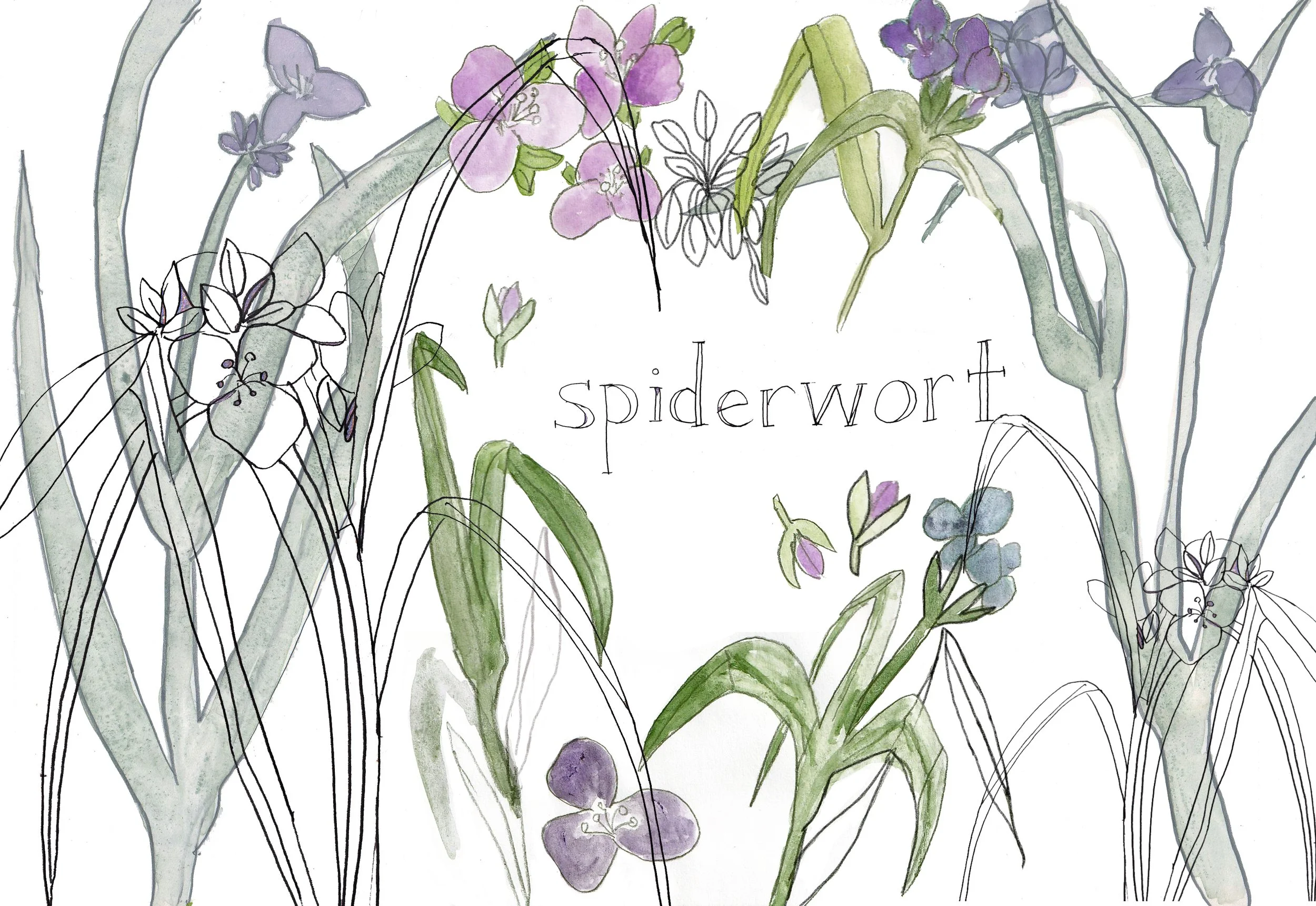 spiderwort.jpg