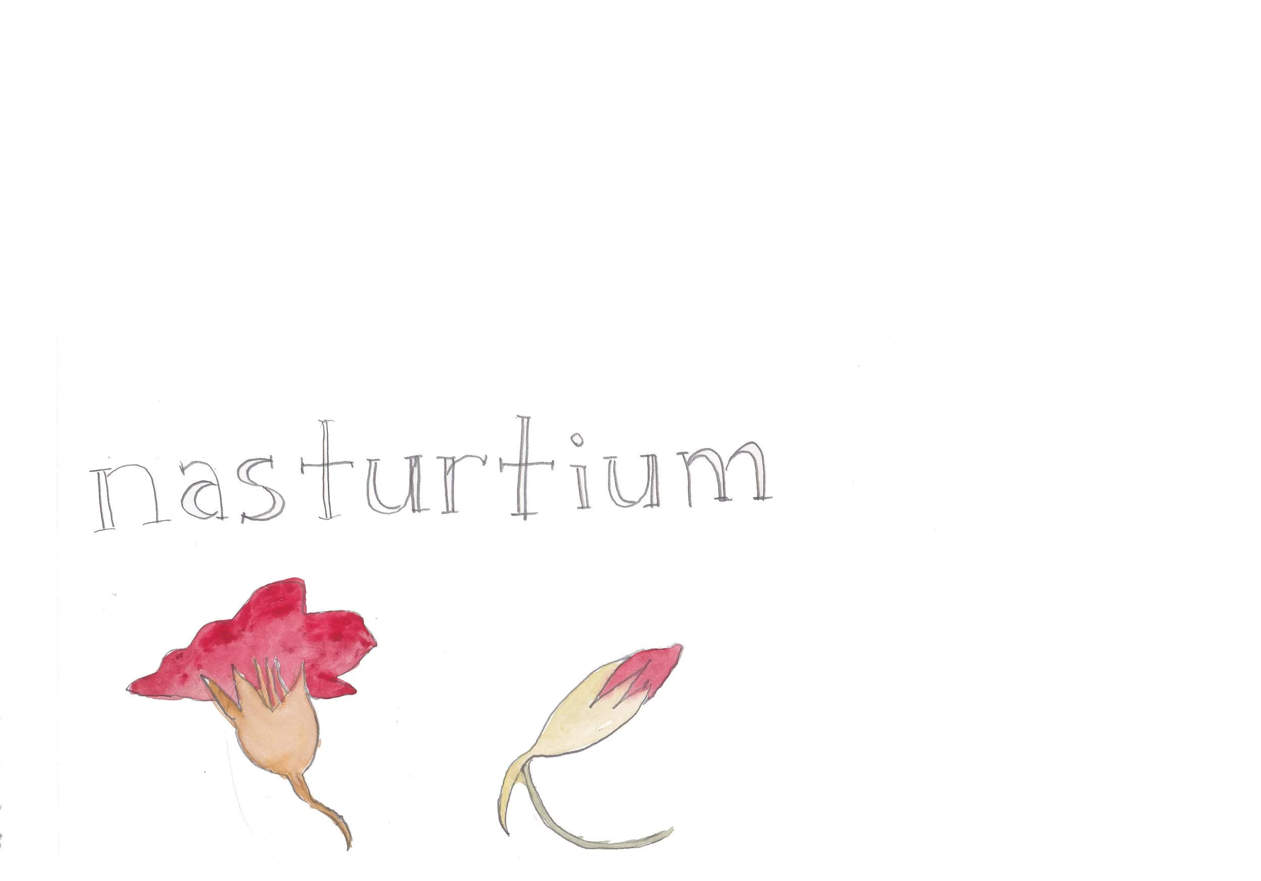 garden journal_nasturtium2.jpg