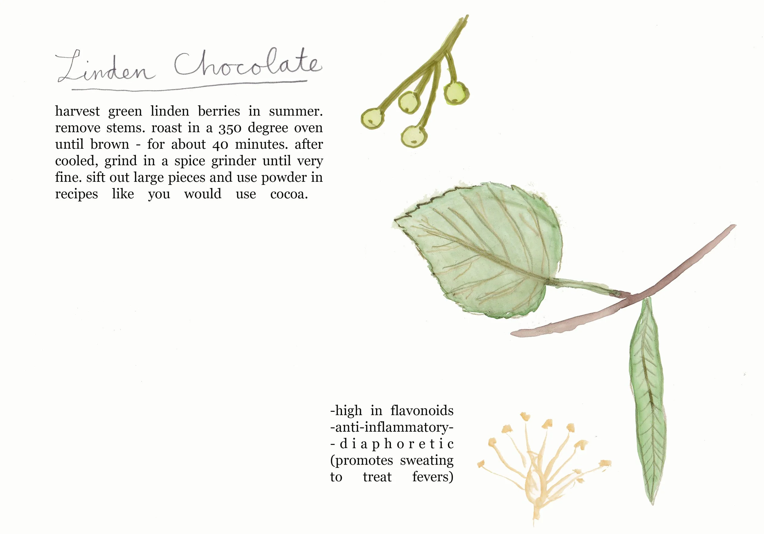 garden journal_linden chocolate.jpg