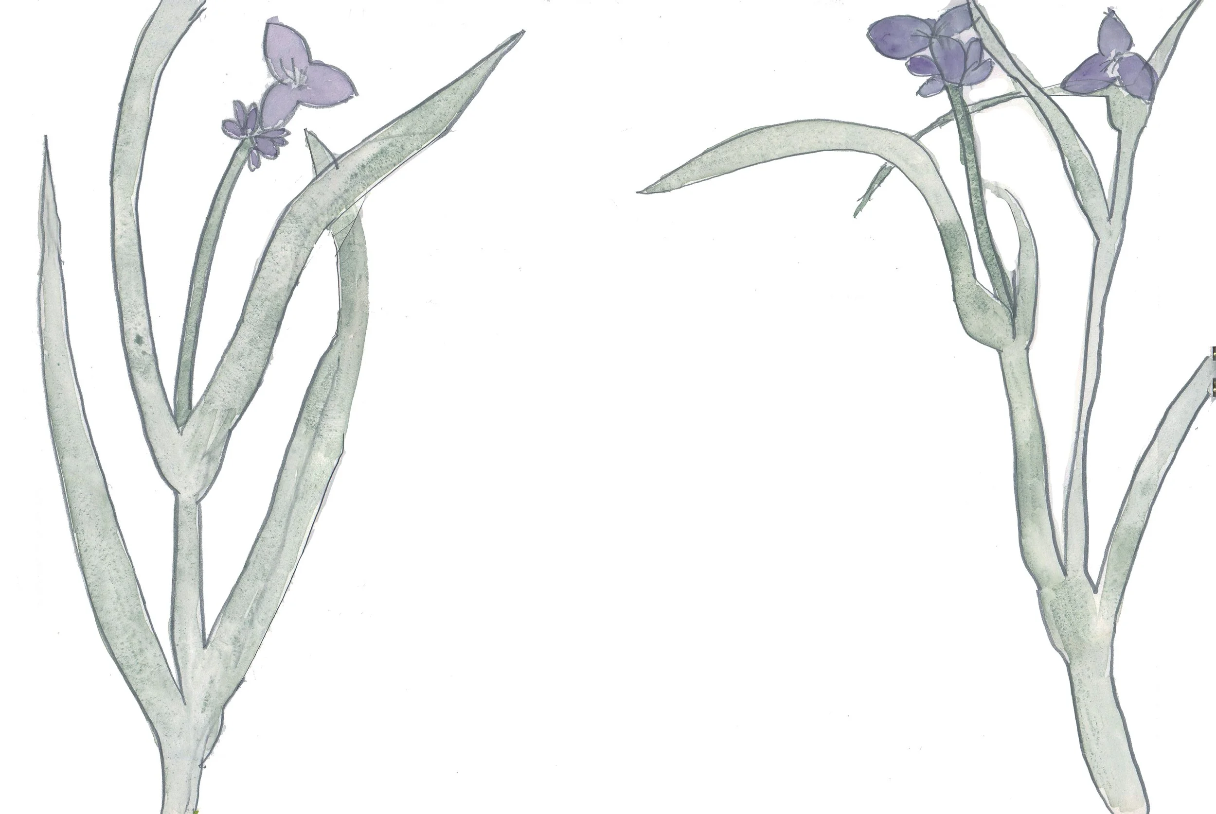 garden journal_spiderwort.jpg