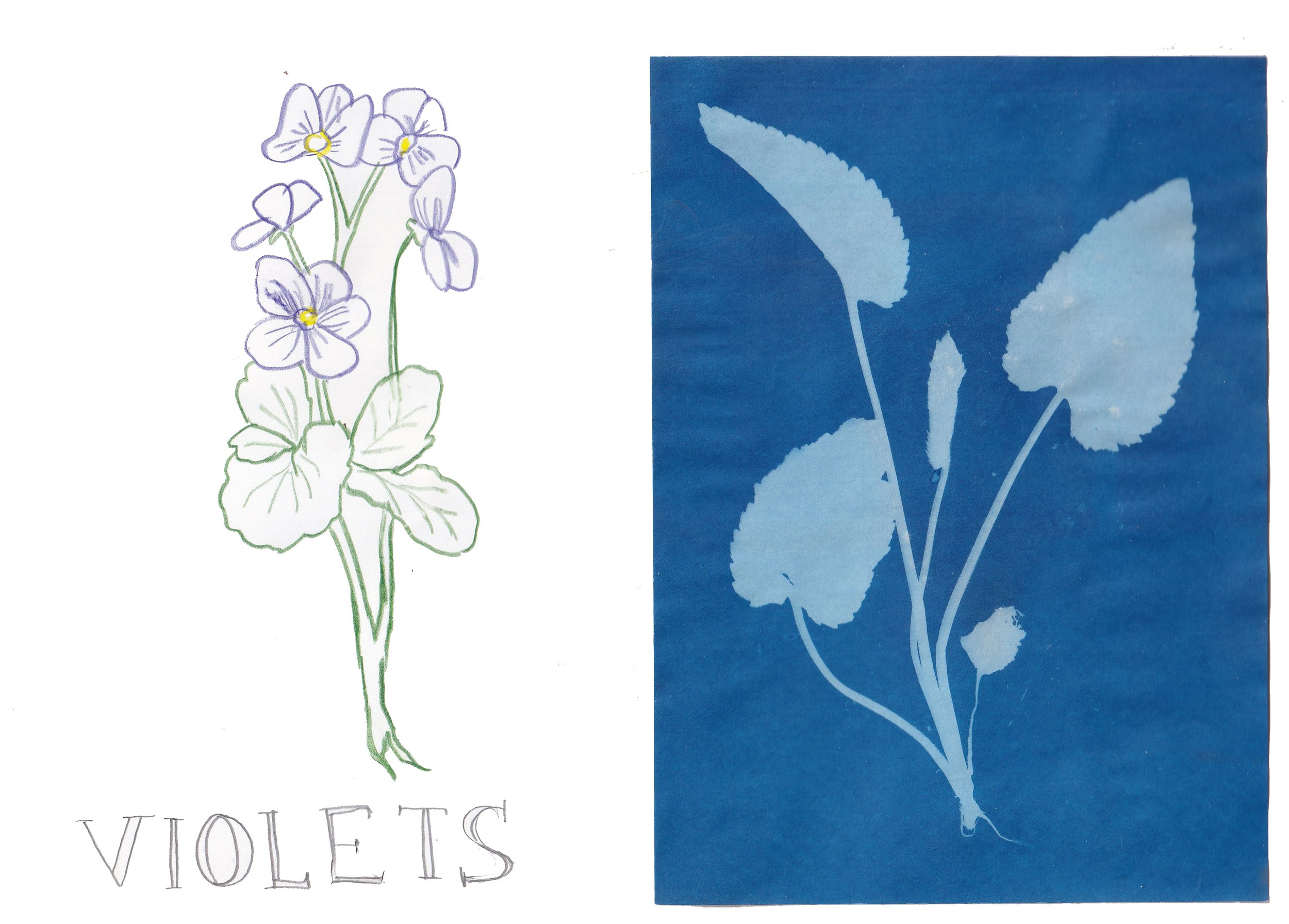 garden journal_violets.jpg