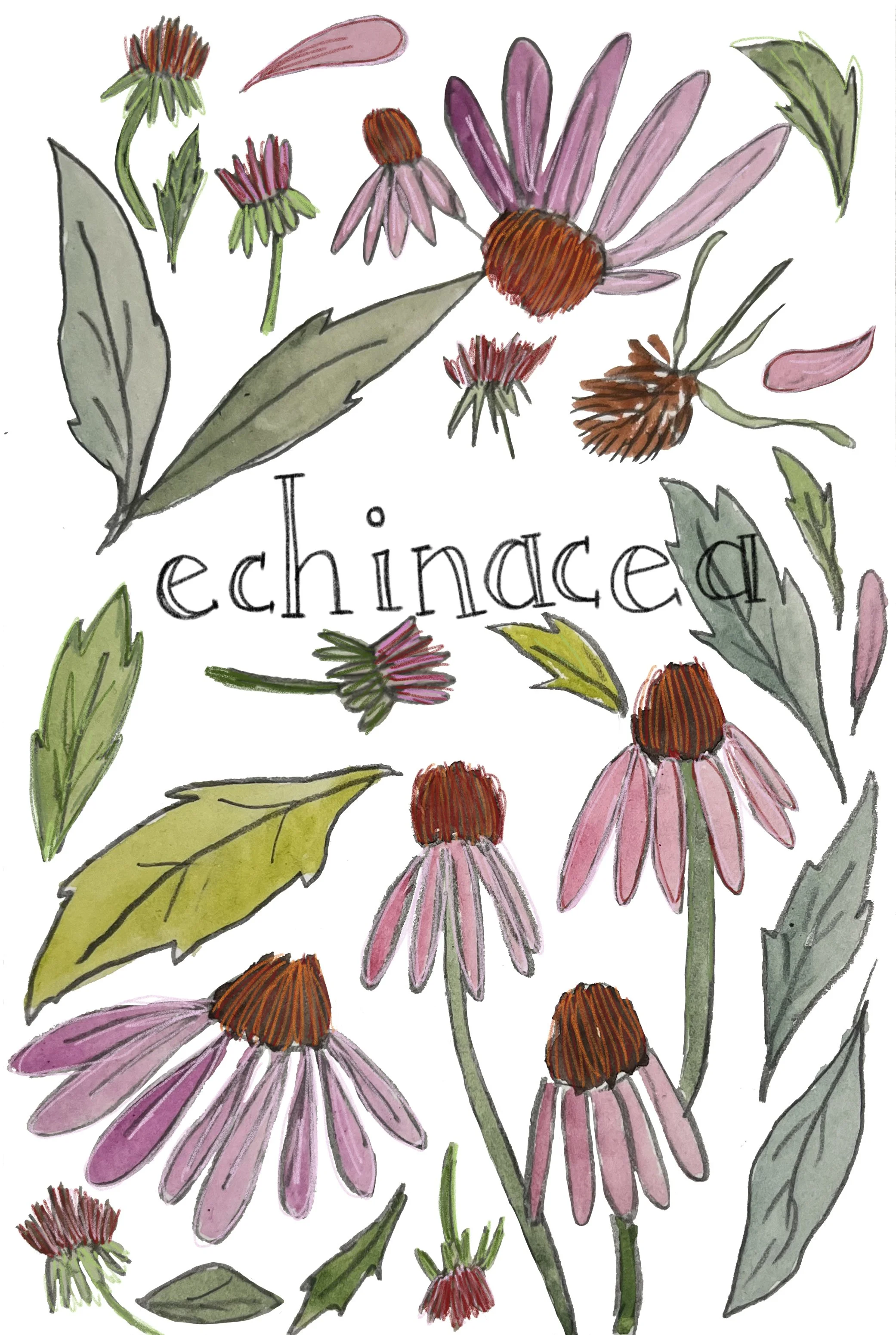 echinacea-2.jpg