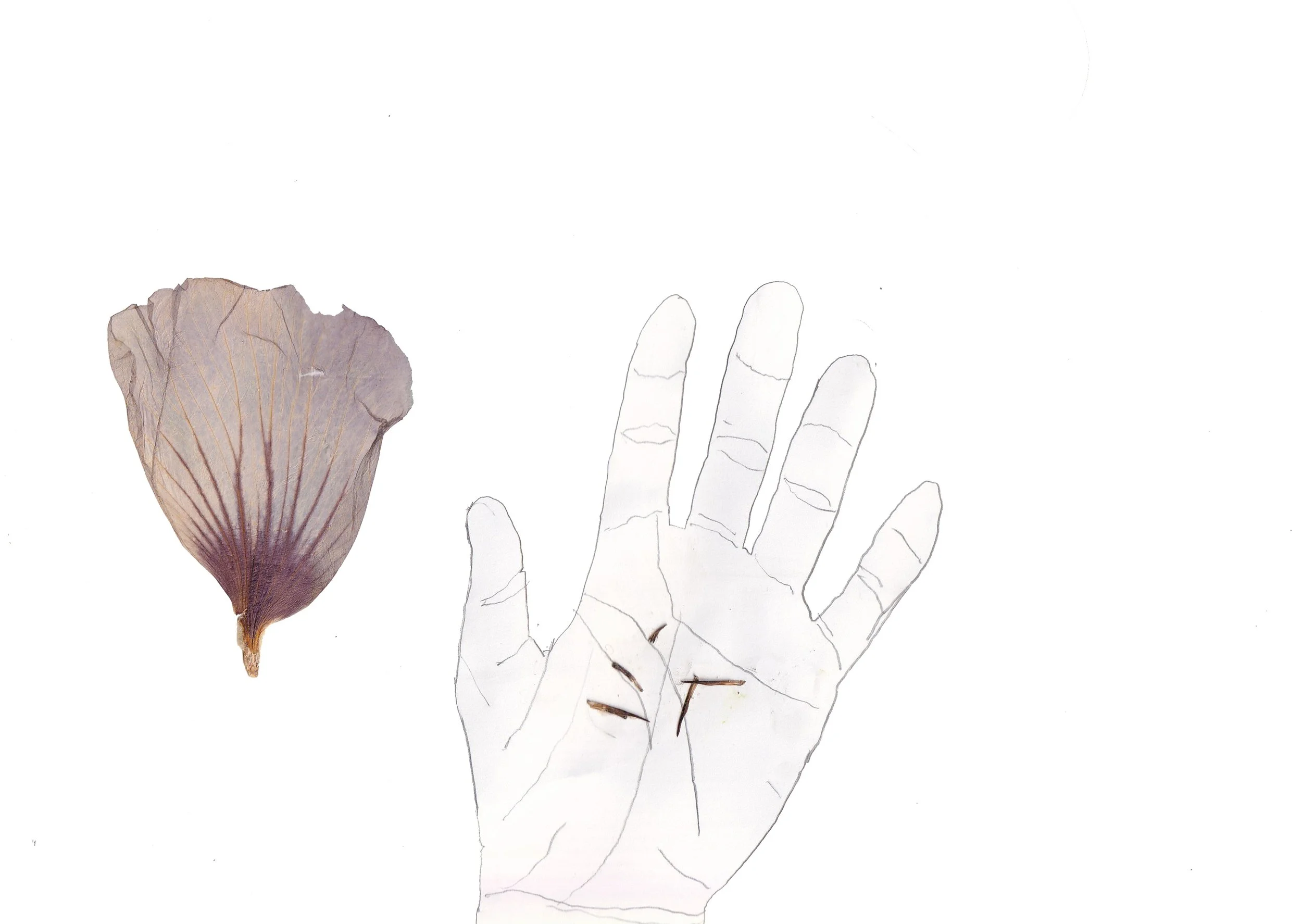 garden journal_collecting seeds.jpg