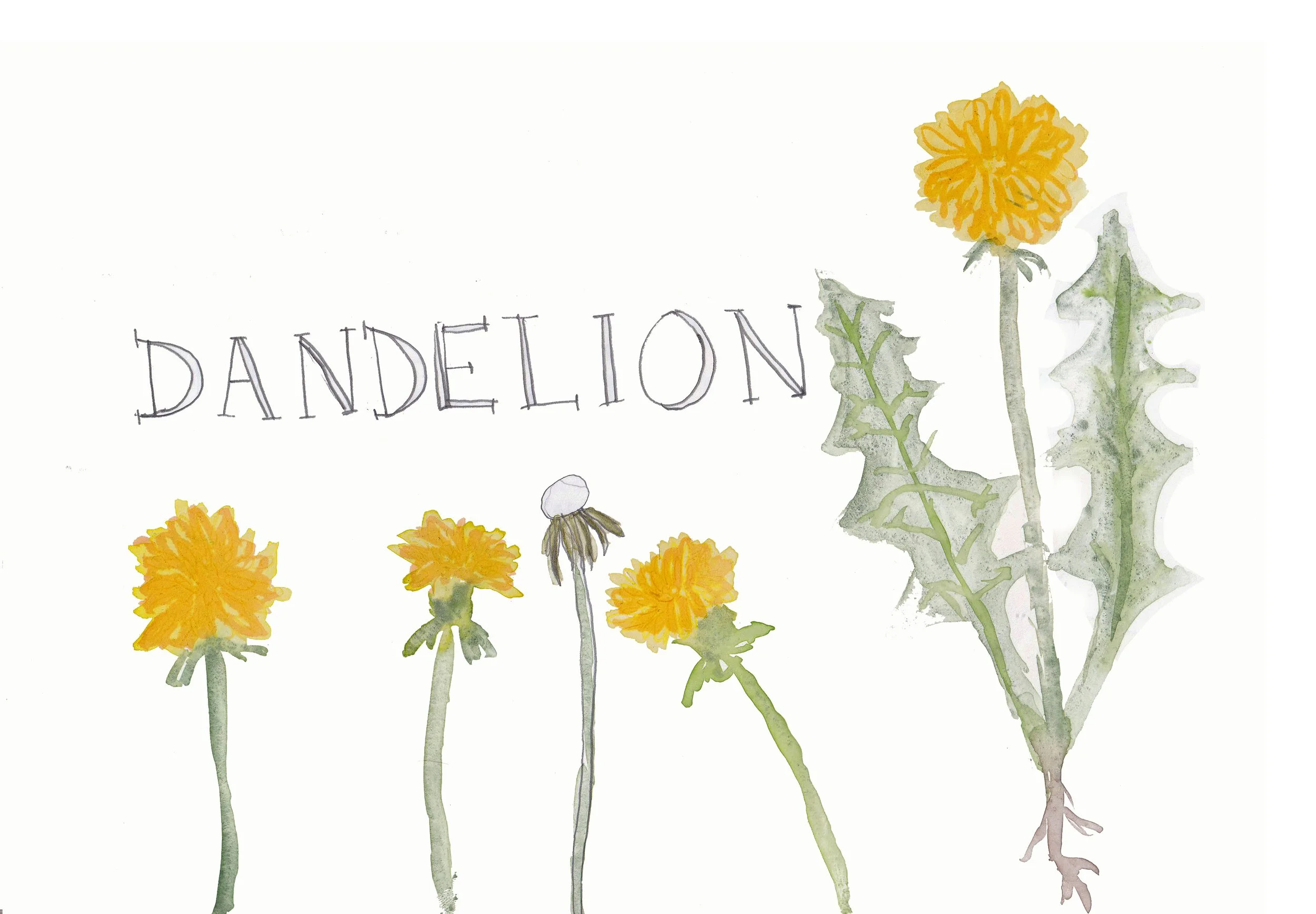 garden journal_dandelion.jpg