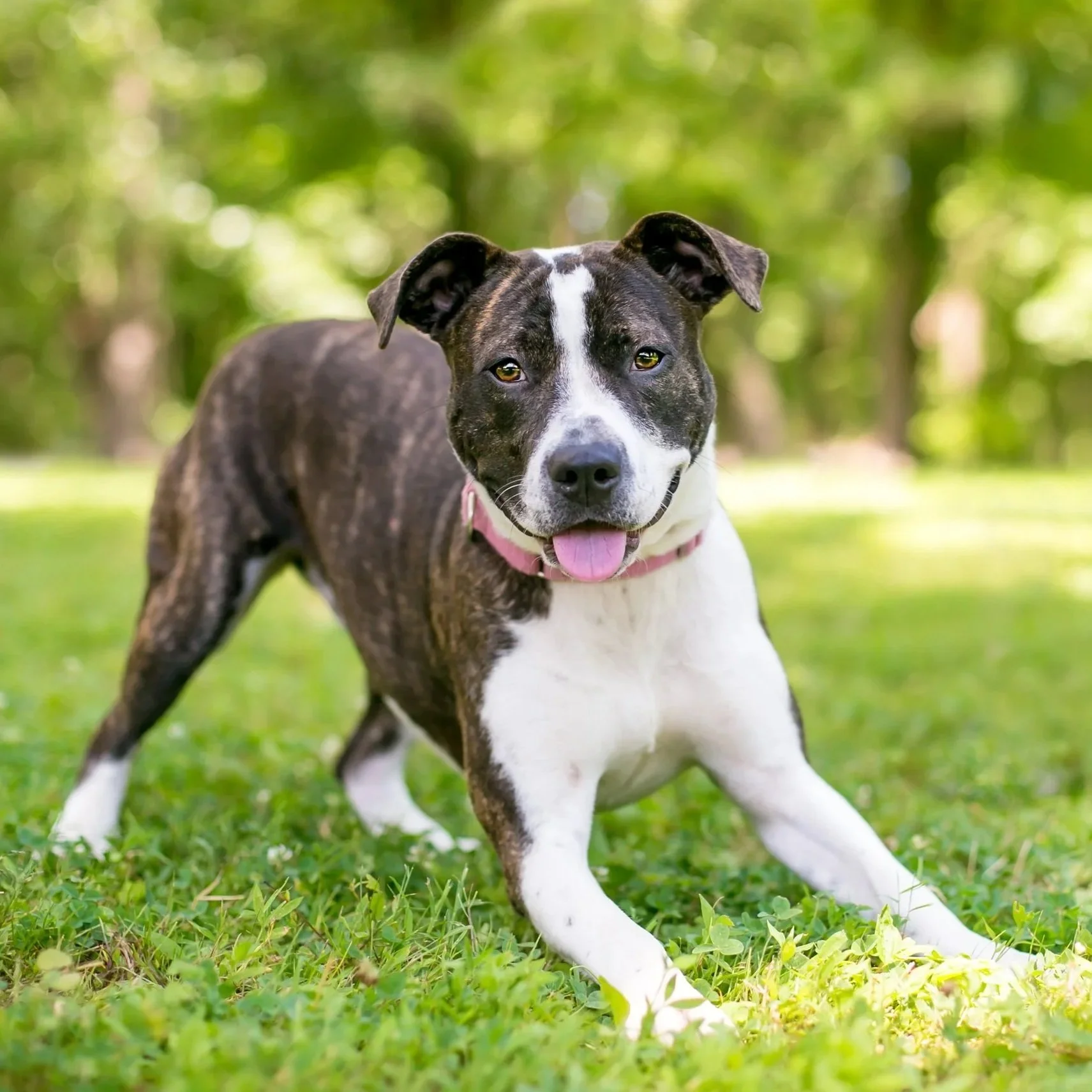 Healthy Paws Pet Insurance
