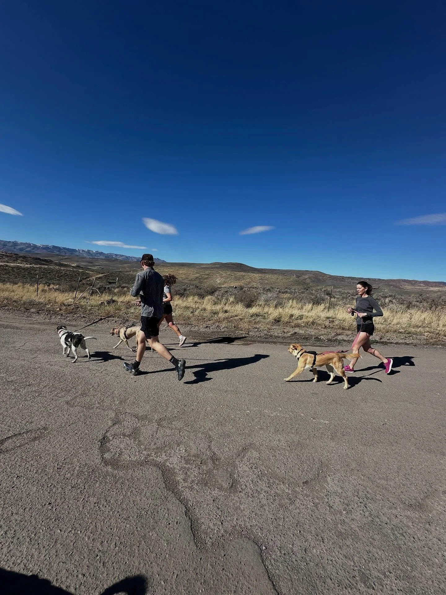 dog adoption run!! got to run with 5 dogs and then got to give some cuddles to some adorable puppies!  all dogs in these photos are adoptable on nuzzles and co. website! they are all amazing on runs and sooo cuddly and cute!!