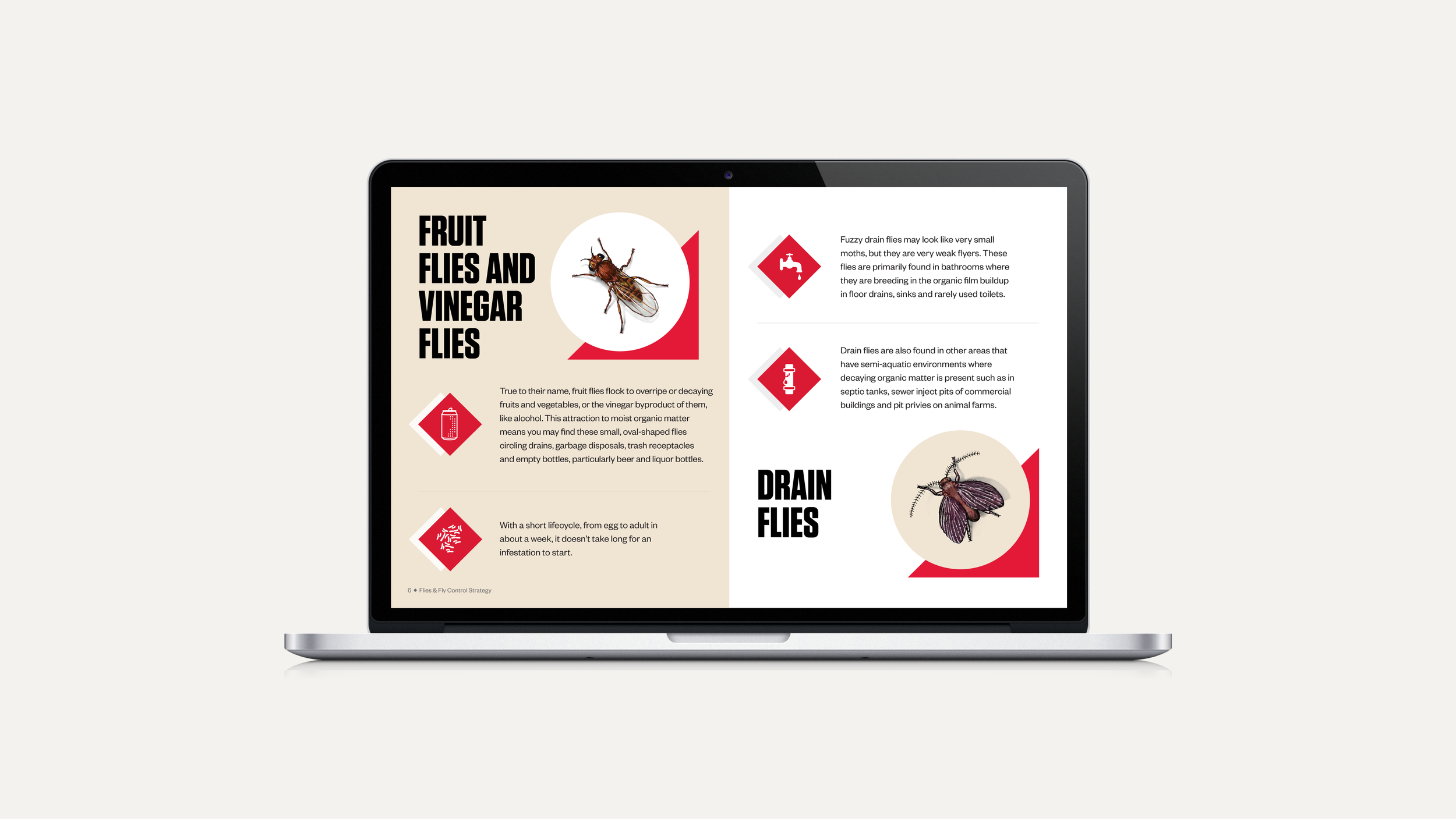 Evergreen — Fly Guide