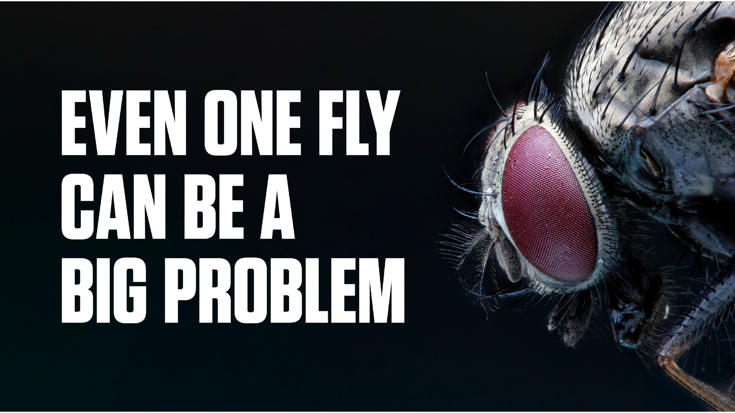 Even One Fly Campaign