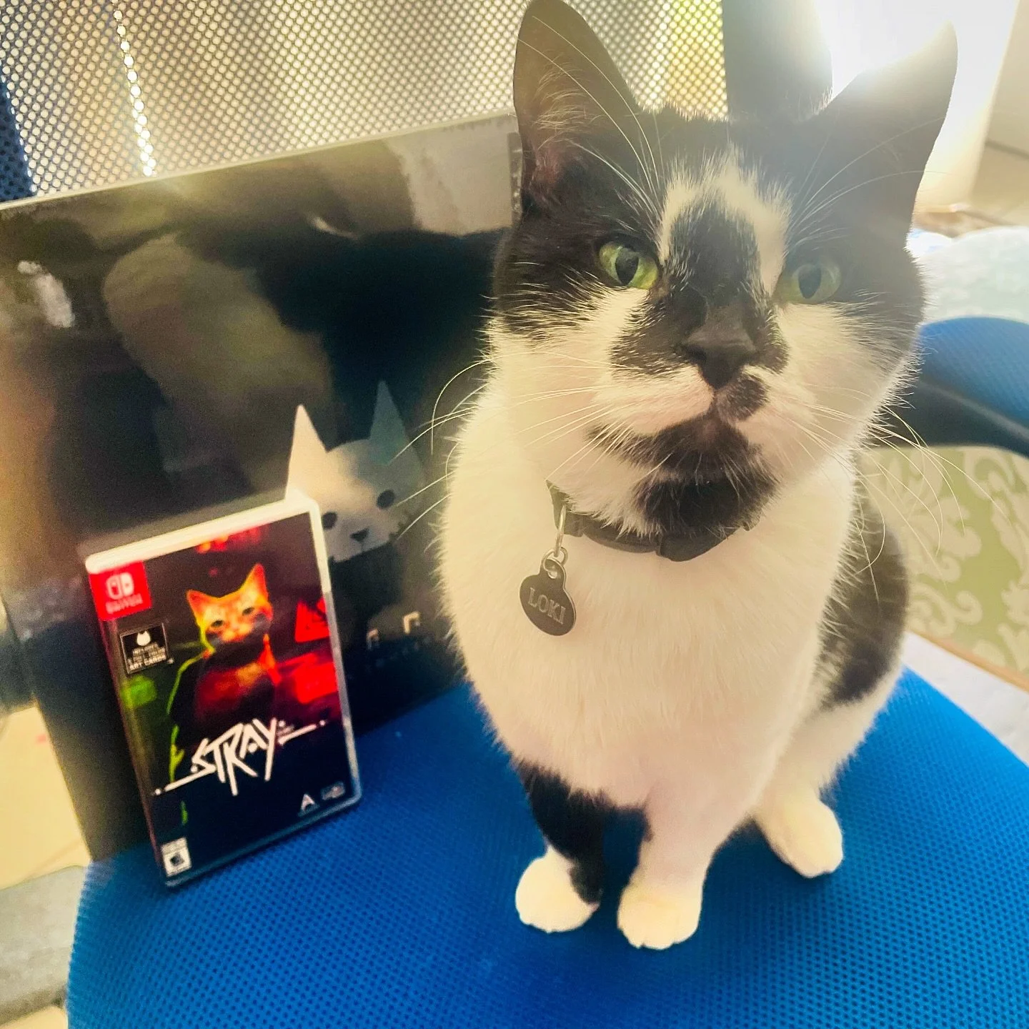 I am happy to be able to play  #stray on the #nintendo #meow #switch and I think he agrees. Later we will be listening to the #ost.