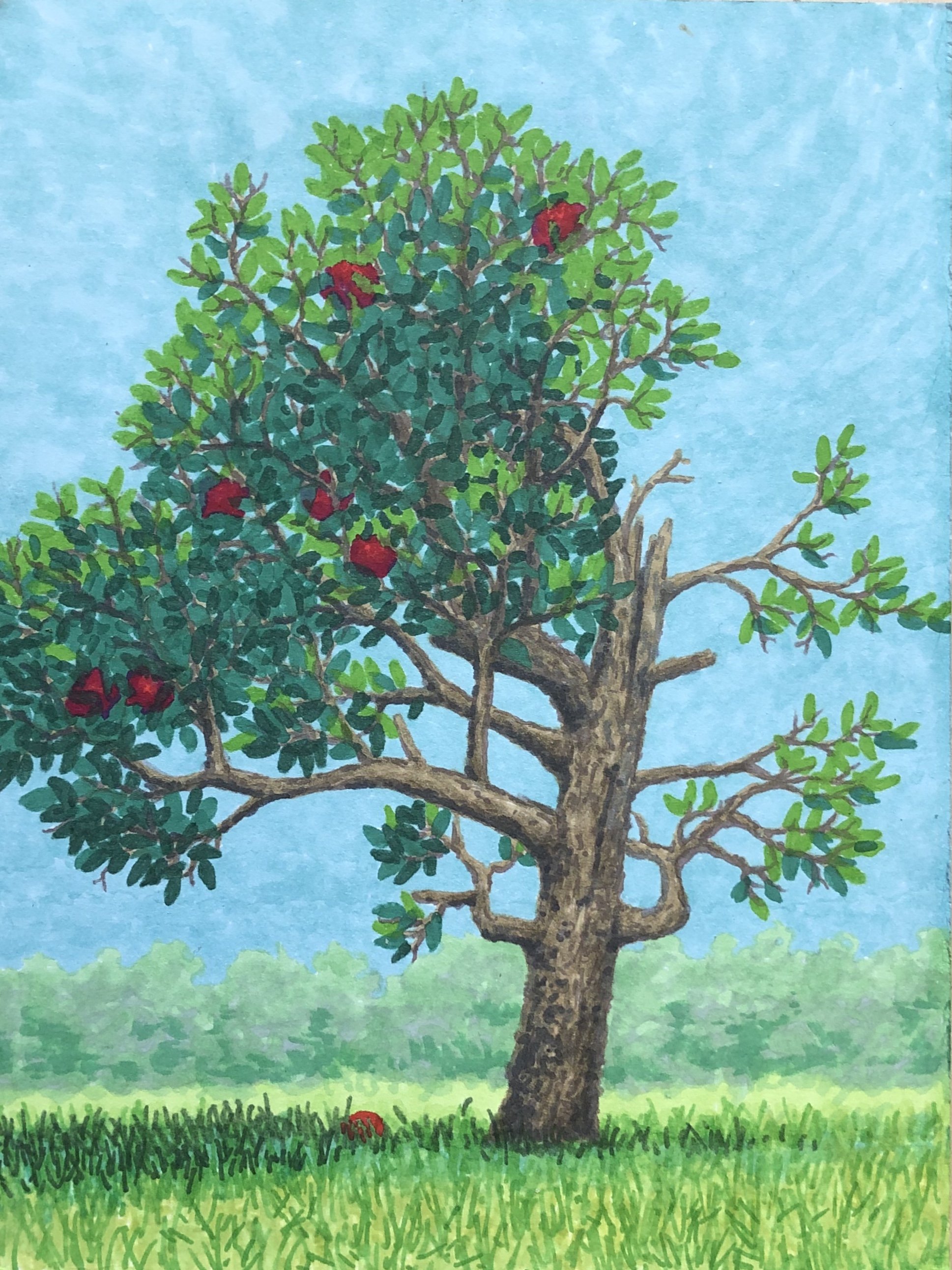 Apple Tree
5"x7" marker on paper
