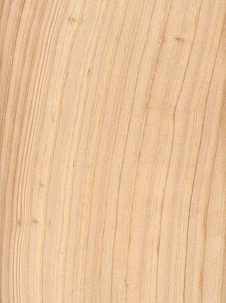 Atlantic White Cedar.jpeg