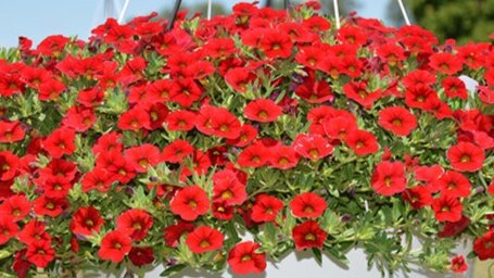 Calibrachoa Minifamous Neo Vampire