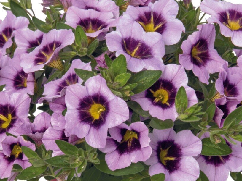 Calibrachoa Bloomtastic Serenity