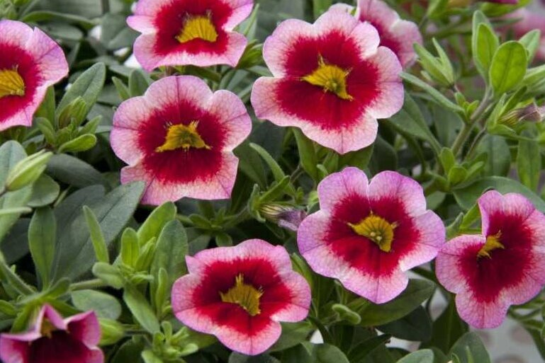 Calibrachoa Bloomtastic Rose Quartz