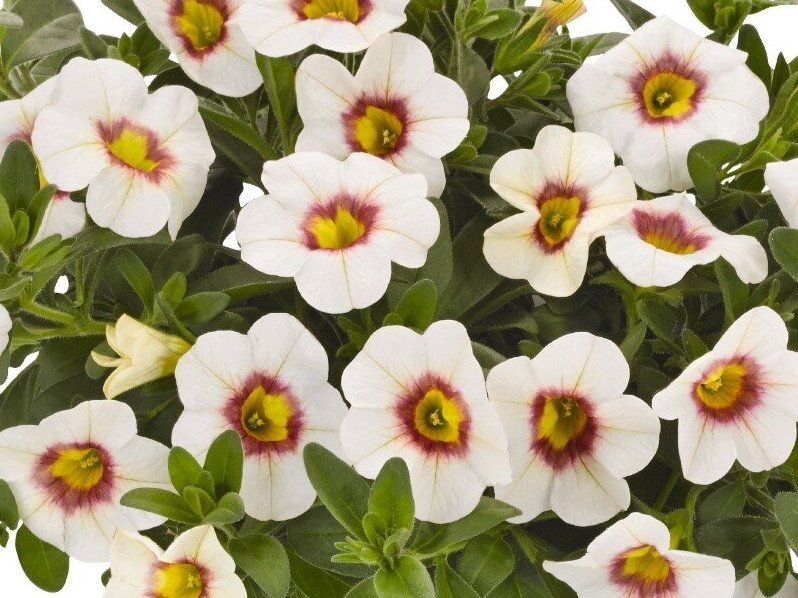 Calibrachoa Aloha Royal White