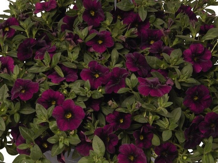Calibrachoa Aloha Midnight Purple