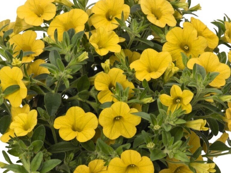 Calibrachoa Aloha Kona Yellow