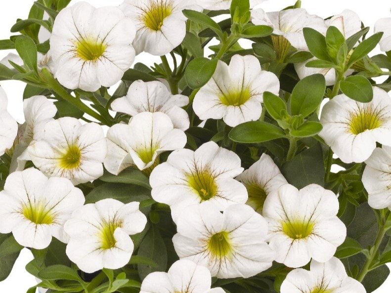 Calibrachoa Aloha Kona White