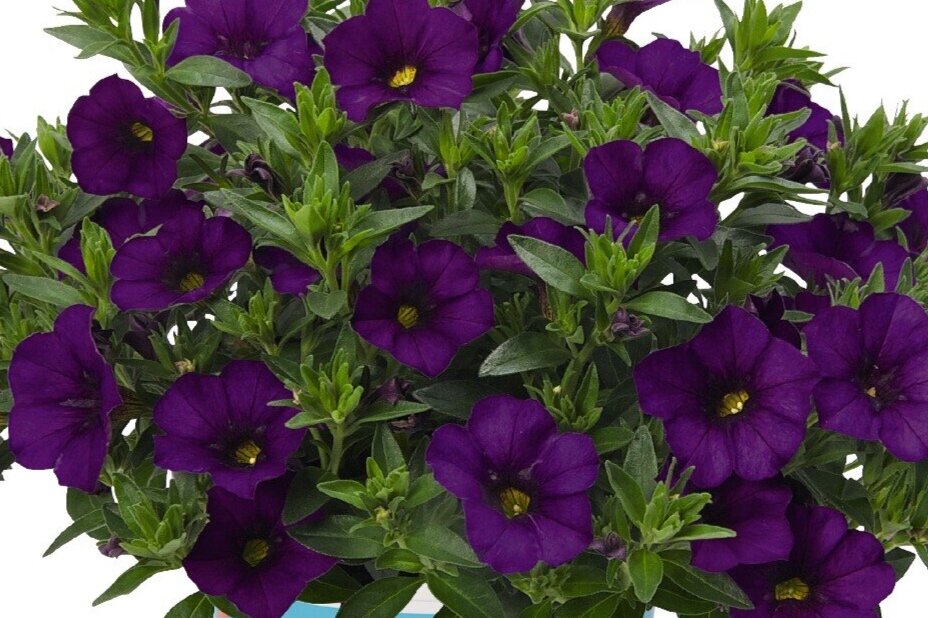Calibrachoa Aloha Kona True Blue
