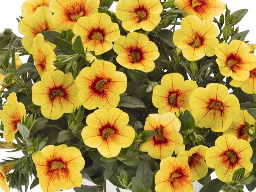 Calibrachoa Aloha Kona Pineapple