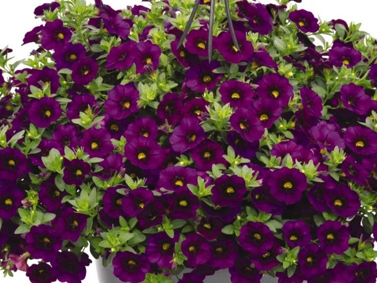 Calibrochoa Aloha Kona Midnight Blue