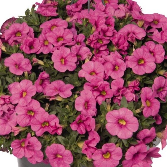 Calibrachoa Aloha Kona Hot Pink