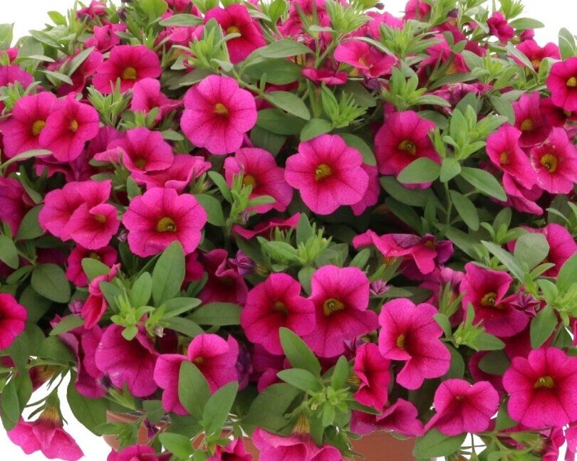 Calibrachoa Aloha Kona Fuchsia