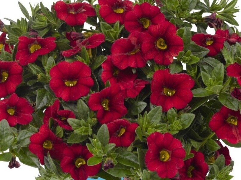 Calibrachoa Aloha Kona Dark Red