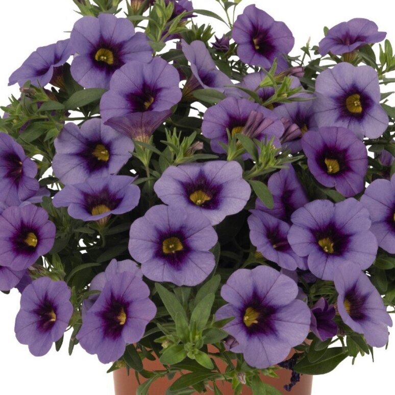 Calibrachoa Aloha Kona Blue Sky
