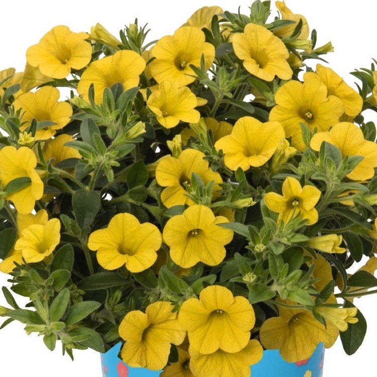 Calibrochoa Aloha Canary Yellow