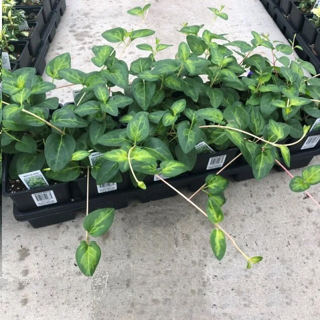 Ivy Vinca Vine Maculata.jpg