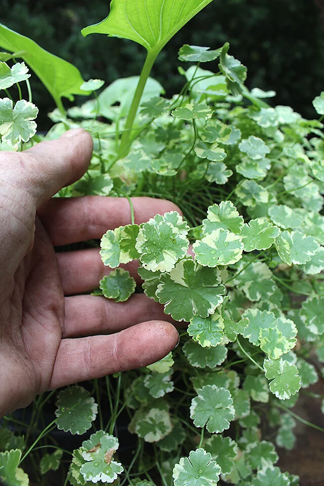 Ivy Gleucoma Creeping Charlie Varigated.jpg