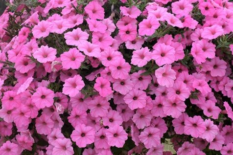 Petunia Vista Bubblegum