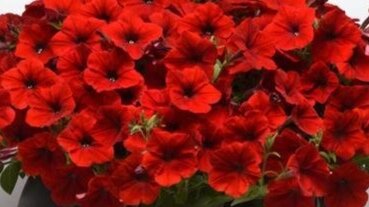 Petunia Easy Wave Red