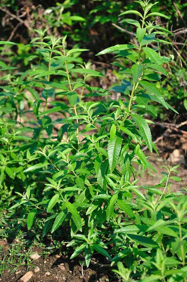 Herb Lemon Verbena.jpg
