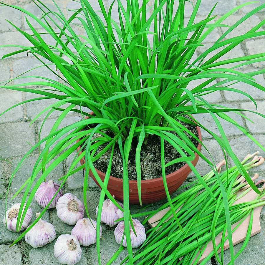 Herb Garlic Chives.jpg
