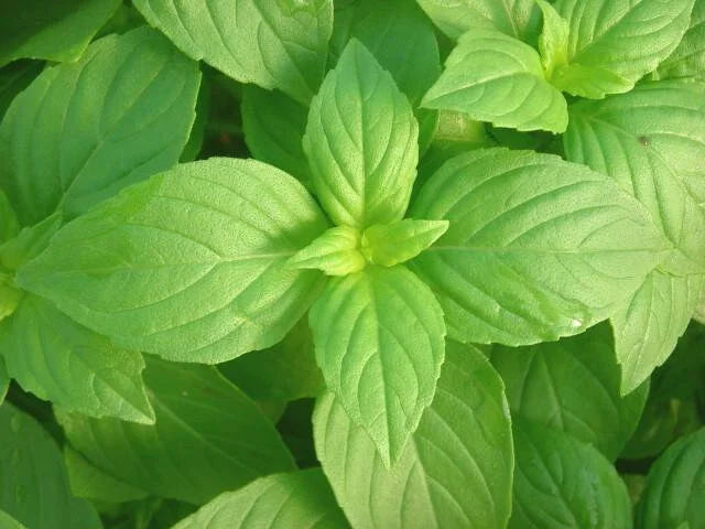 Herb Lemon Basil