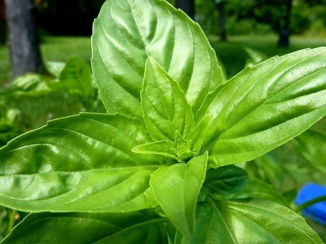 Herb Basil Sweet.jpg