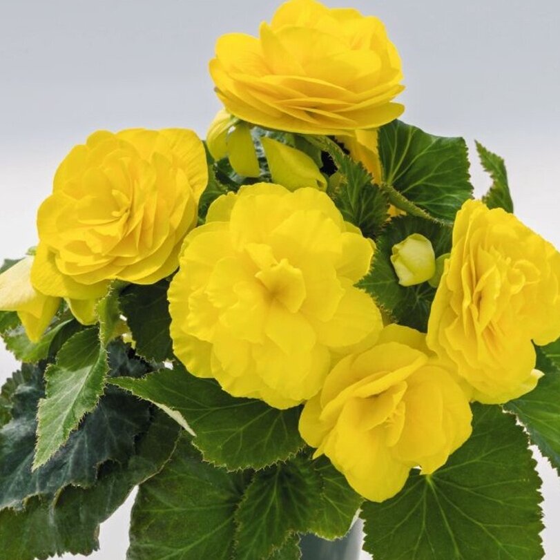 Begonia Nonstop Yellow