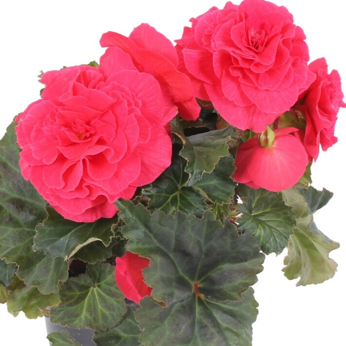 Begonia Nonstop Deep Rose