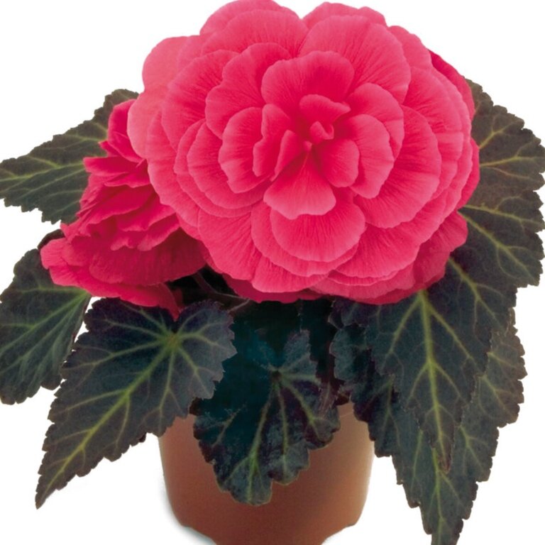 Begonia Nonstop Pink