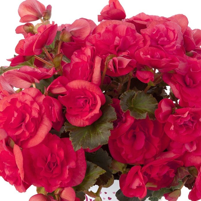 Begonia Solenia Dark Pink