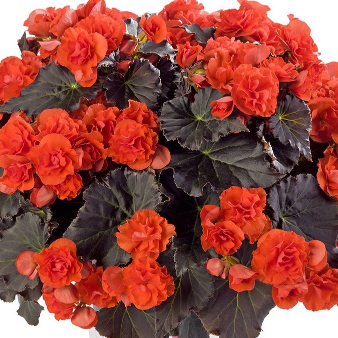 Begonia Solenia Chocolate Orange